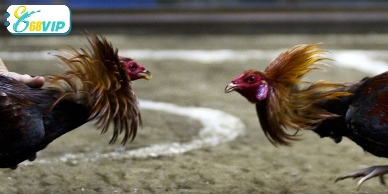 Một số kinh nghiệm soi kèo chuẩn để có phân tích chuẩn