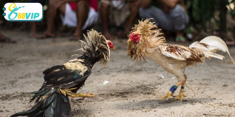 Một vài bí kíp hay để nâng cao khả năng lựa chọn cửa cược chuẩn